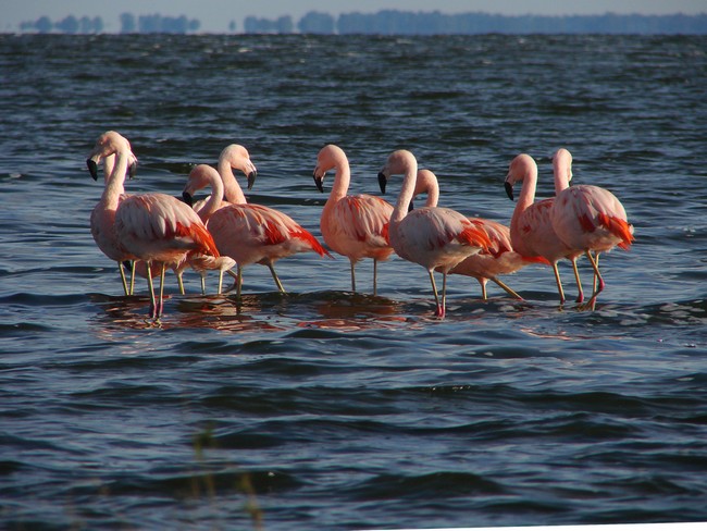 Flamencos del Lago Epecuén